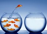 goldfish jumping out of the water goldfish jumping out of the water